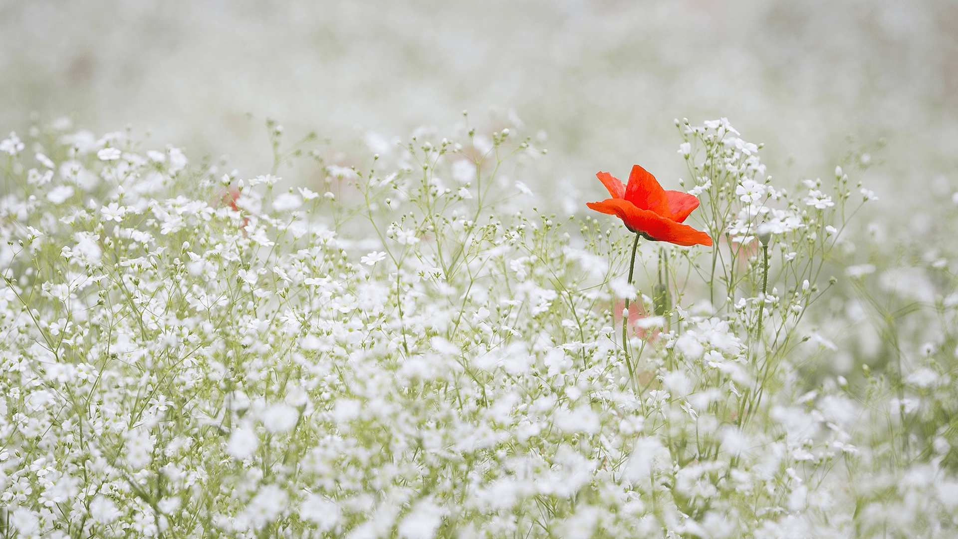 CU Weekly 342: In The East There Is A Garden.